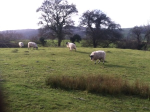 Sheep were everywhere...they even ran across our path!